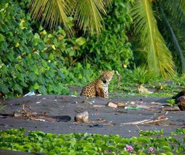 The Jaguar Project Jaguar Corridor Conservation in Costa Rica